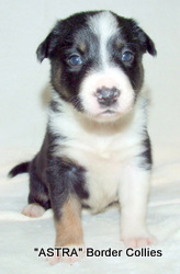Tricolour FEMALE border collie puppy